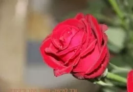 פרחים